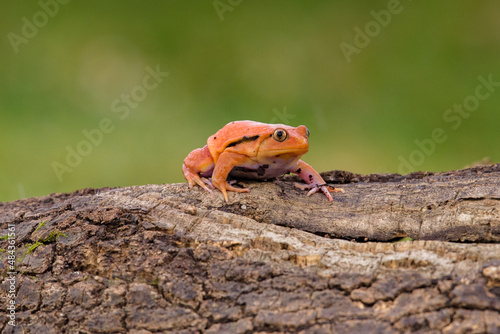 Tomato frog (Dyscophus guineti), also known as the false tomato frog. photo