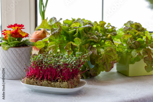 Potted fresh lettuce and micro greens (microgreens) of swiss chard,  culinary herb on the windowsill. Winter landscape outside the window. Kitchen garden.