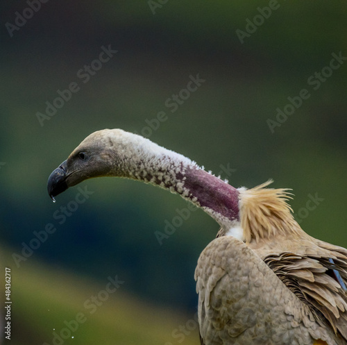 Cape vulture or Cape griffon vulture head portrait in South Africa photo