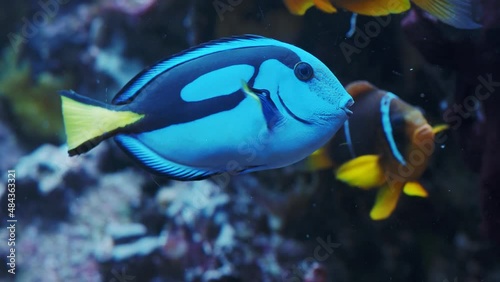 Pacific blue tang fish or Palette surgeonfish, (Paracanthurus hepatus), Family Acanthuridae. A popular fish in marine aquariam. photo