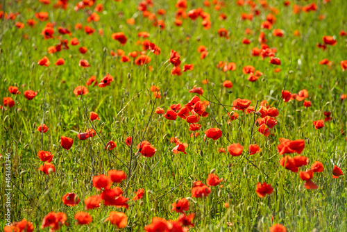 Field of blooming red poppies © Andrea Tosi