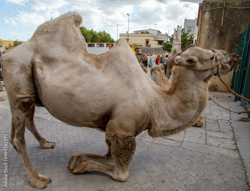 ritratto di un cammello