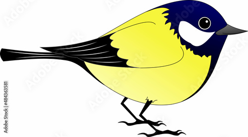 titmouse, a small bright bird with yellow plumage