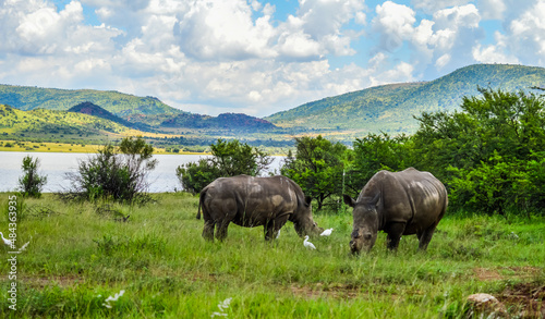 Dehorned White Rhinoceros in it's natural surrounding and landscape © shams Faraz Amir