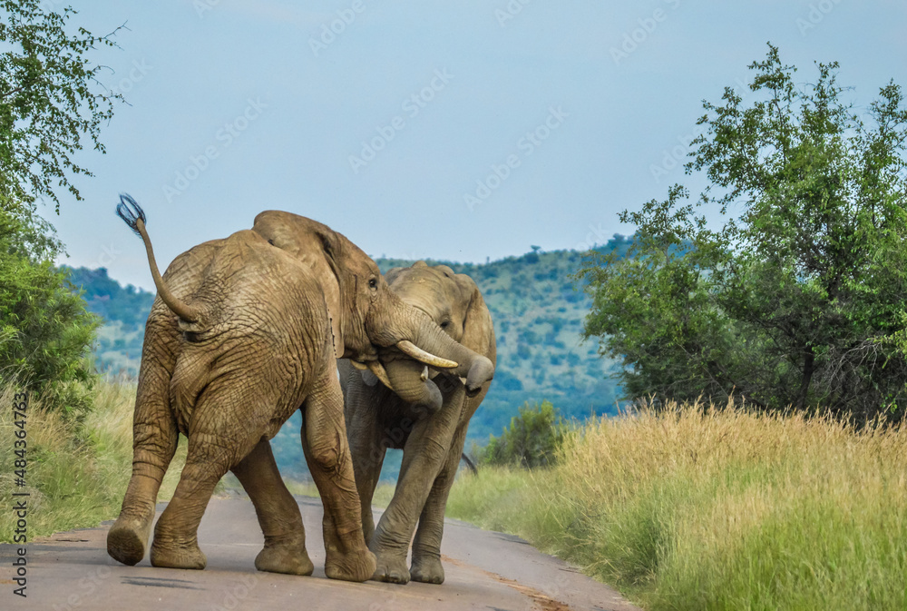 Two African elephants fight on a road in Pilanesberg national park during a safari