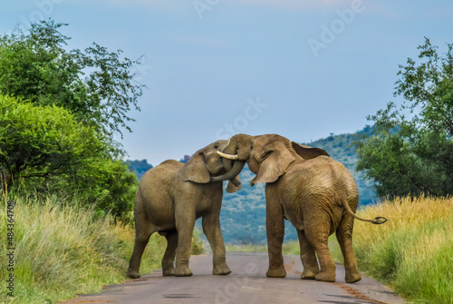 Two African elephants fight on a road in Pilanesberg national park during a safari