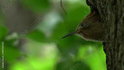 Wallpaper Mural Hoopoe, Upupa epops, sitting on the tree, bird with orange crest, Bulgaria. Wildlife summer scene from nature. Beautiful flower habitat with bird. Hoopoe nesting behaviour. Torontodigital.ca