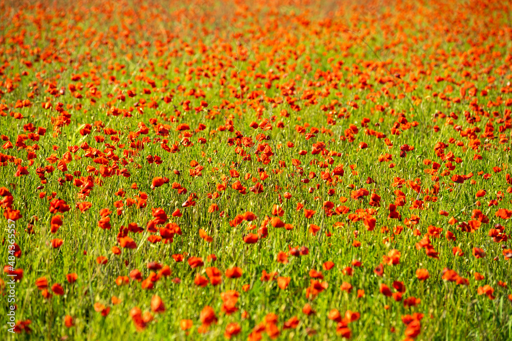 Poppy field in the Tuscan countryside illuminated by daylight