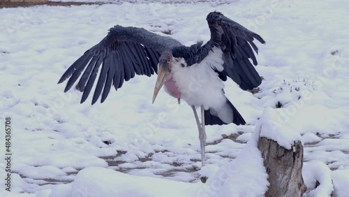 Marabou Stork (Leptoptilos crumeniferus) with outstretched wings in the snow