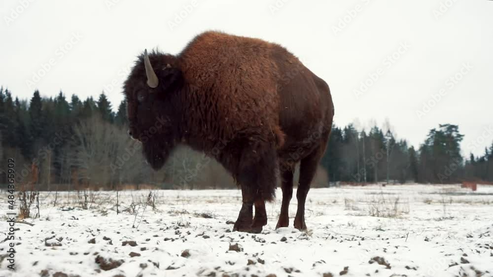 a large ancient bison stands in a winter snow field turning his head from side to side a large ancient bison stands in a winter snow field turning his head from side to side