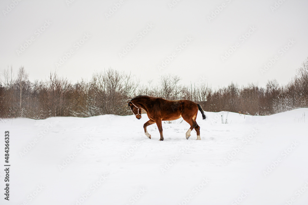 portrait of a red horse. The horse is running in the snow. portrait of a red horse. The horse is running in the snow.