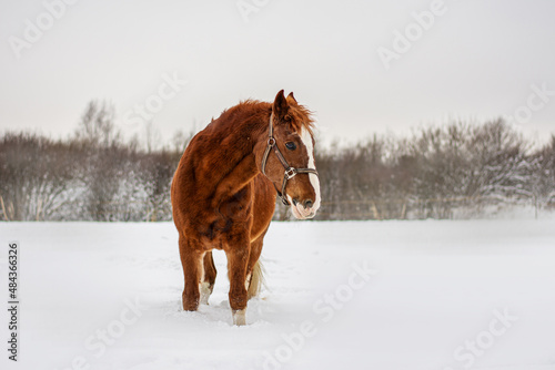 portrait of a red horse. The horse is running in the snow.