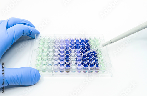 Scientist is putting reagents into 96 well micro plate with a single channel pipette for calculating sample protein concentration photo