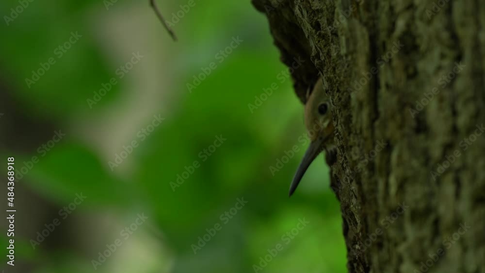 Hoopoe, Upupa epops, sitting on the tree, bird with orange crest, Bulgaria. Wildlife summer scene from nature. Beautiful flower habitat with bird. Hoopoe nesting behaviour. Hoopoe, Upupa epops, sitting on the tree, bird with orange crest, Bulgaria. Wildlife summer scene from nature. Beautiful flower habitat with bird. Hoopoe nesting behaviour.