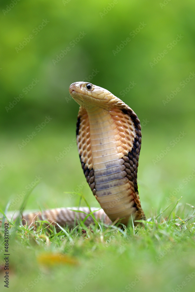 Fototapeta premium The King Cobra is the world's longest venomous snake.