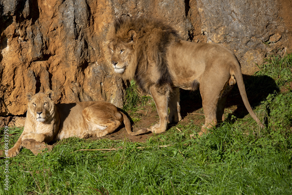 Lion and lioness in heat and in reproduction stock photo adobe stock