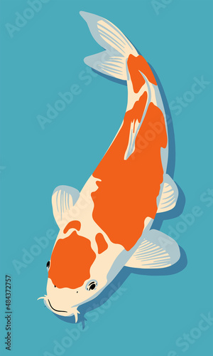 Koi fish. Vector illustration in flat style
