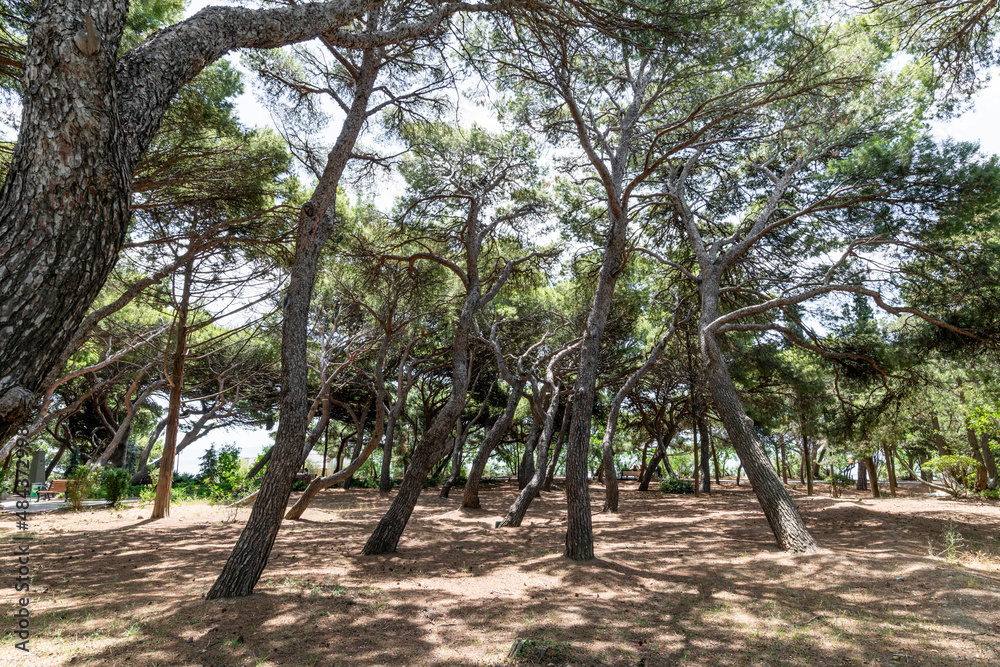 Dancing pine trees in Foros Park - landscape park in the village of Foros, Crimea Dancing pine trees in Foros Park - landscape park in the village of Foros, Crimea