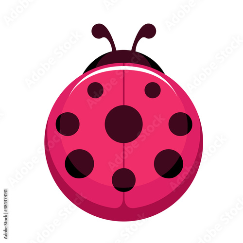 ladybug. vector illustration.bright pink beetle with black spots.