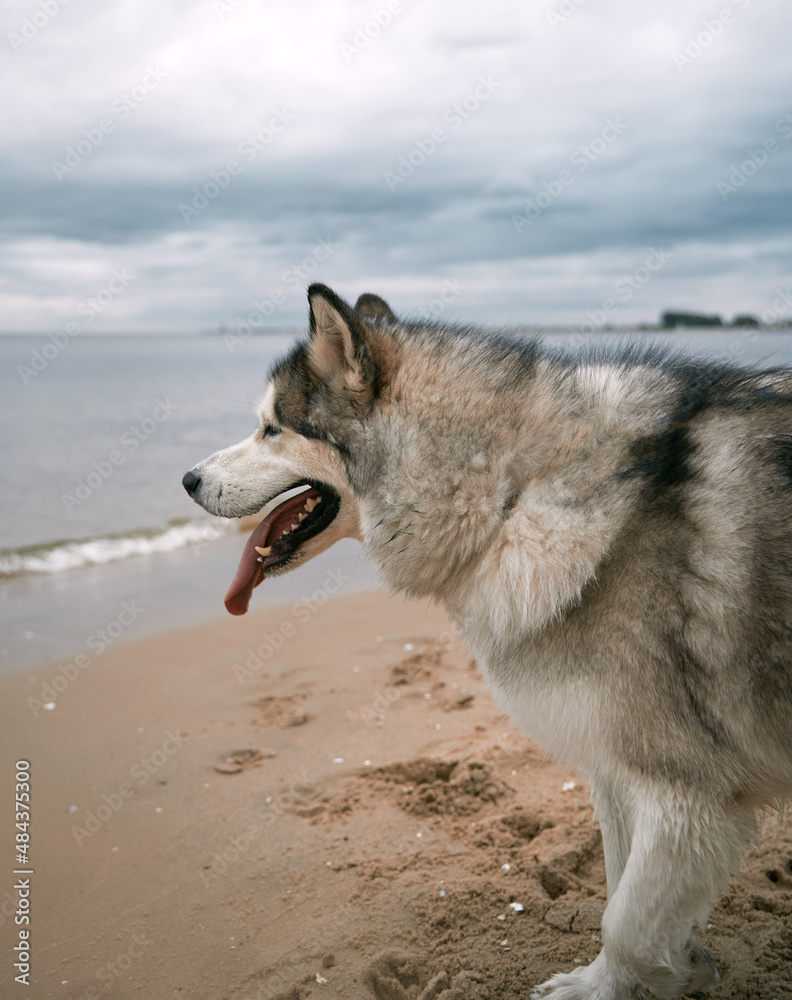 Big Alaskan malamute dog at the beach. Happy purebred dog with long tongue Big Alaskan malamute dog at the beach. Happy purebred dog with long tongue