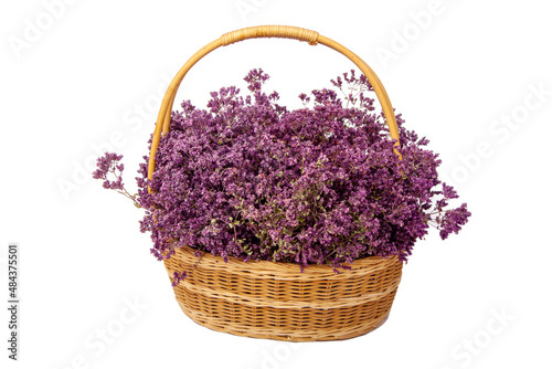 Medicinal herb oregano. with a pink flower. In a wicker basket. Organic farming. Healthy therapeutic nutrition. For brewing medicinal tea.  origanum vulgare . on a white isolated background. large