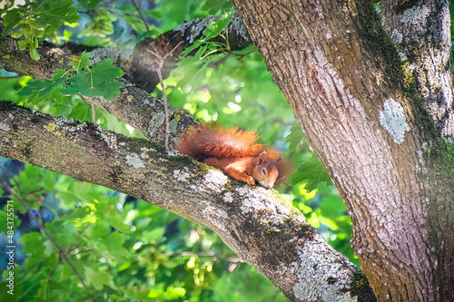 Red european squirrel resting on tree