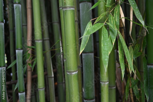 Fototapeta Naklejka Na Ścianę i Meble -  Bamboo bacground banner size	