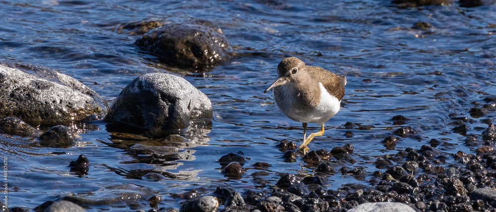 Fototapeta premium Common Sandpiper