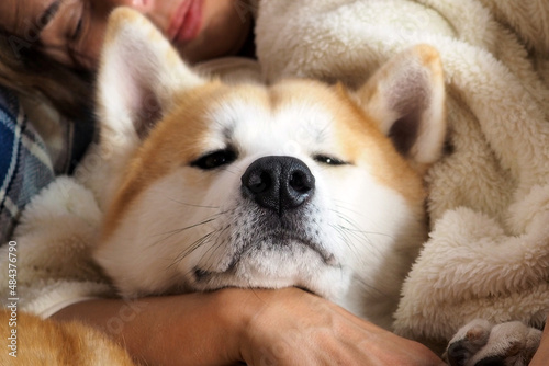 Akita Inu dog muzzle, close-up