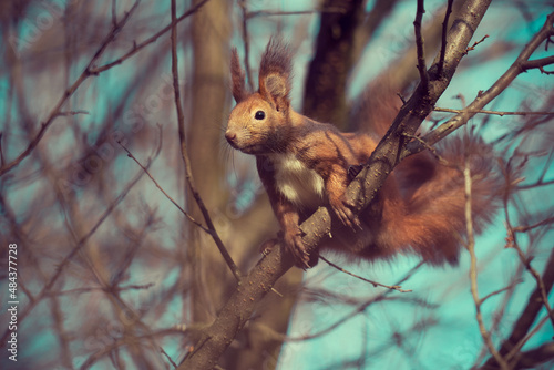 squirrel on a tree at sunrise
