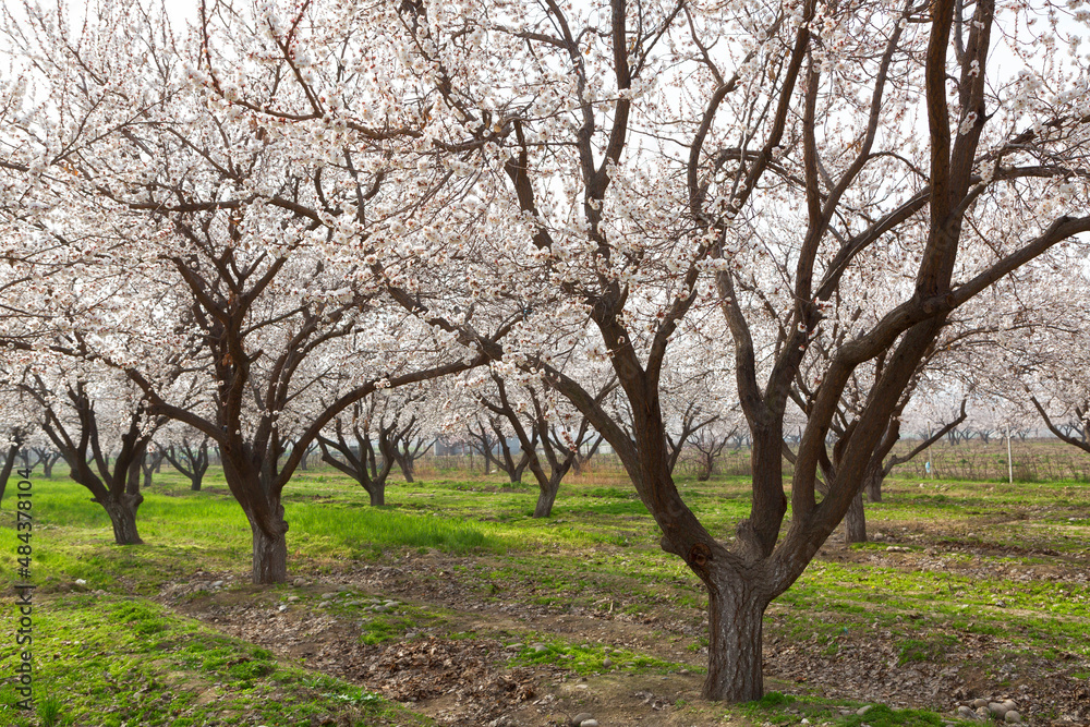 Blooming apricot garden in spring, Uzbekistan