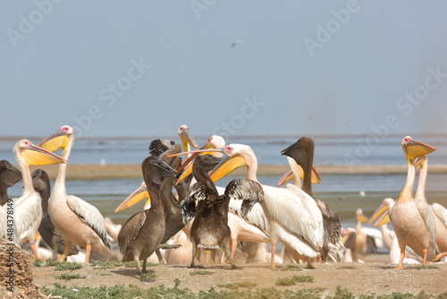 Pink pelicans with chicks on the shore of Lake Manich-Gudilo in Kalmykia, Russia © Shchipkova Elena