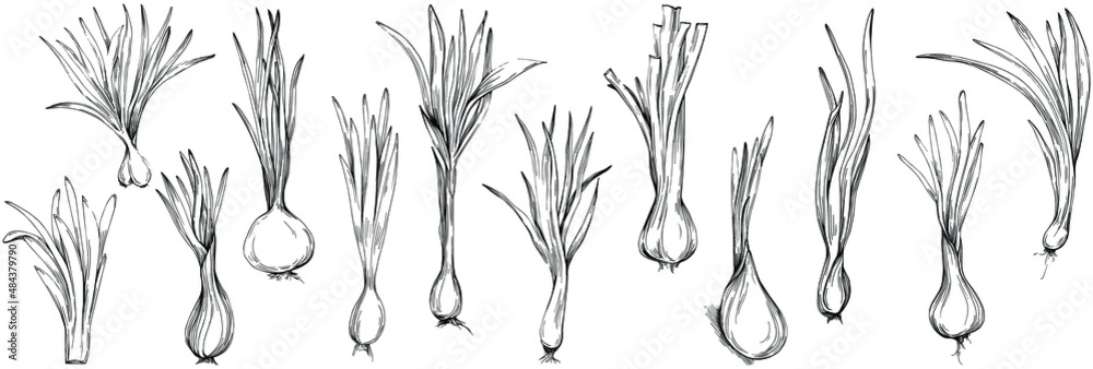Green onions vector isolated. Herbal engraved style illustration. Detailed organic product sketch.The best for design logo, menu, label, icon, stamp.