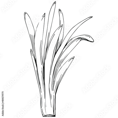 Green onions vector isolated. Herbal engraved style illustration. Detailed organic product sketch.The best for design logo  menu  label  icon  stamp.