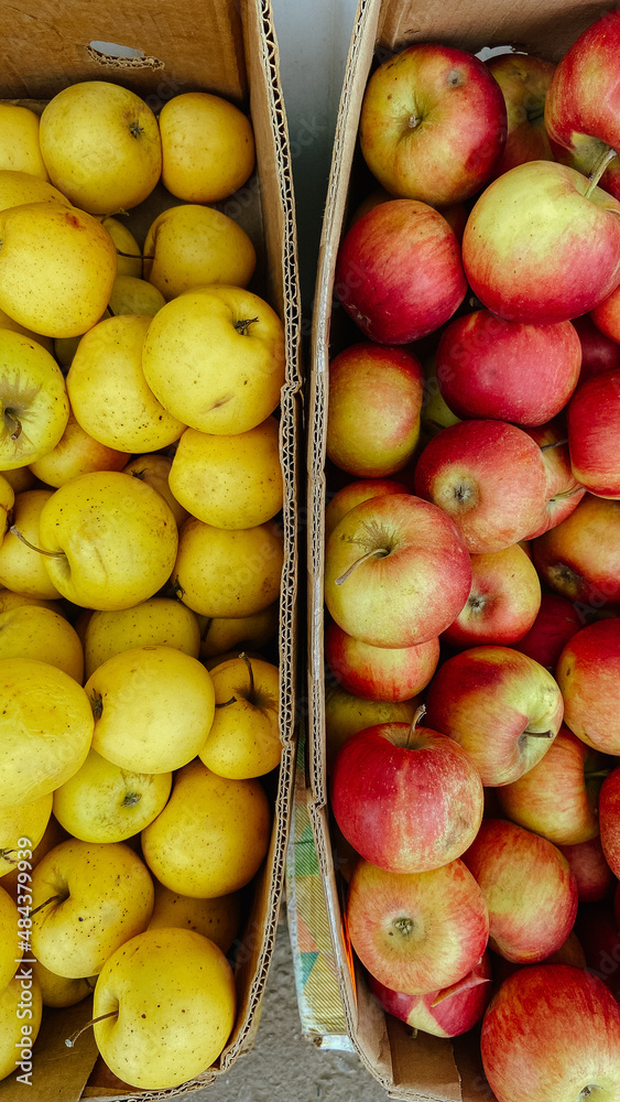 yellow and red apples in a cardboard box yellow and red apples in a cardboard box