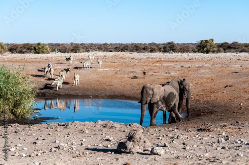 African Elephants, Zebras, and Antilopes gathering Near a waterhole in Etosha National Park, Namibia.