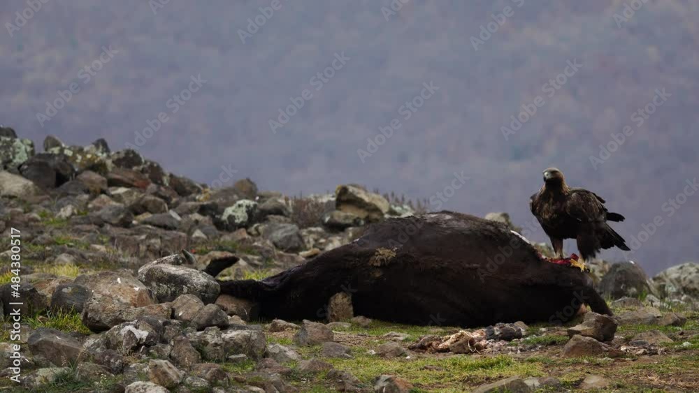 Golden eagle, Aquila chrysaetos, in grey stone habitat, Rhodopes, Bulgaria. Eagle and cow carcass. Bird feeding behaviour in rocky mountain. Wildlife scene from European nature. Fog with rime frost. 