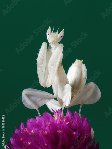 Slika na platnu White Orchid Mantis (hymenopus coronatus) on green background.