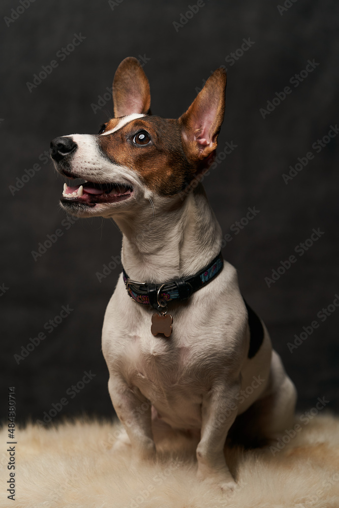 Jack Russell Terrier dog sitting on white fur