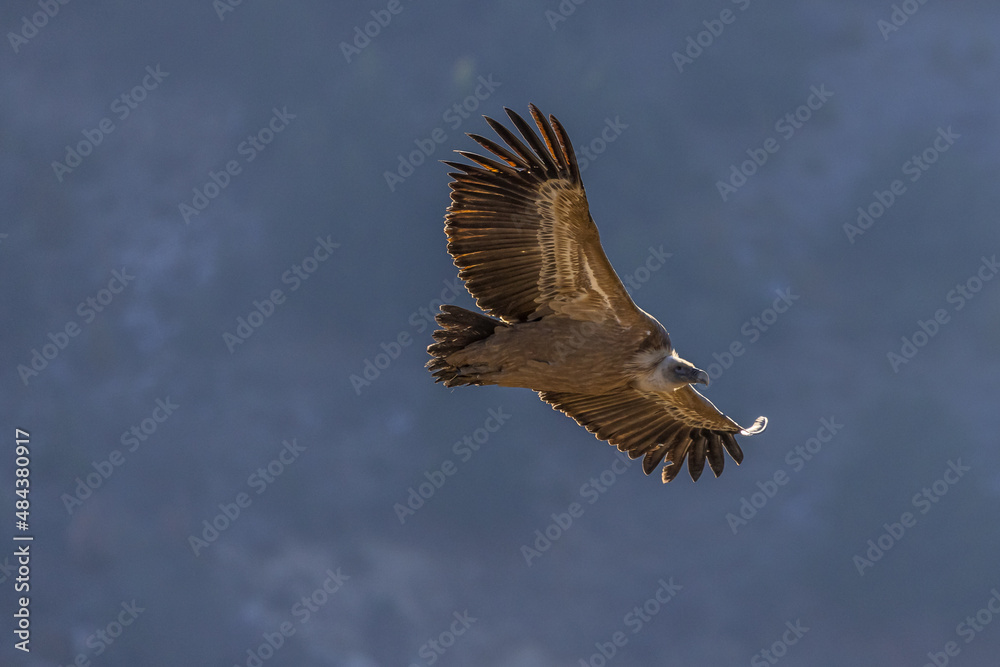 Obraz premium Griffon vulture in flight at Cairo rock, France