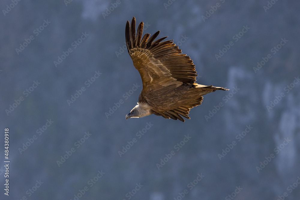 Fototapeta premium Griffon vulture in flight at Cairo rock, France