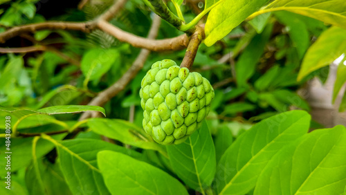 Beautiful close up of custard apple (Annona squamosa). Annona squamosa is a small, well-branched tree or shrub from the family Annonaceae that bears edible fruits called sugar-apples or sweetsops.