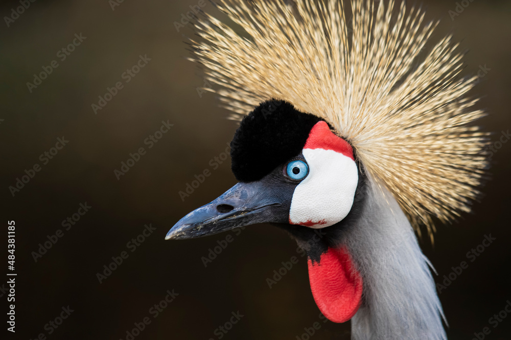 Fototapeta premium Crowned grey crane, head and neck close up , isolated against a dark background.