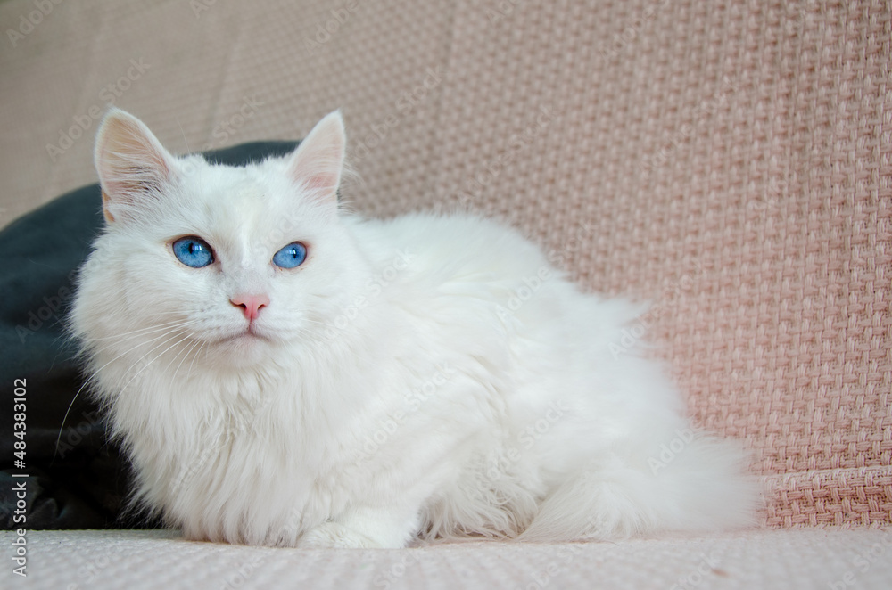 white cat with blue eyes of Angora breed lies on pink blanket and looks away. Cute fluffy white cat