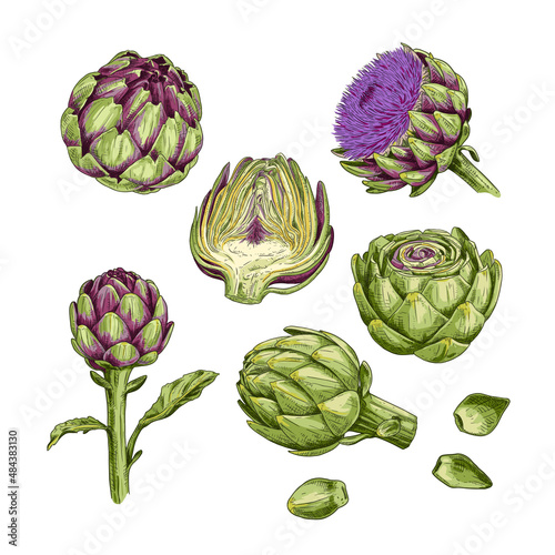 Hand drawn artichoke. Set sketches with whole artichoke, cut in half, plant and flower. Vector illustration isolated on white background.