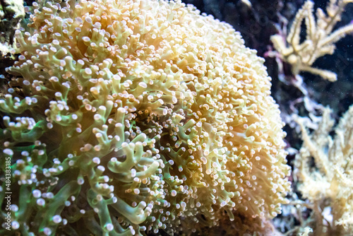 Details of coral reef