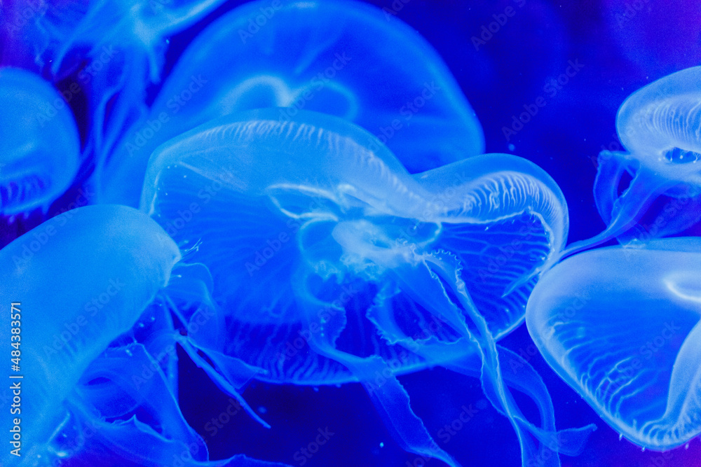 blue jelyfishes blue jelyfishes