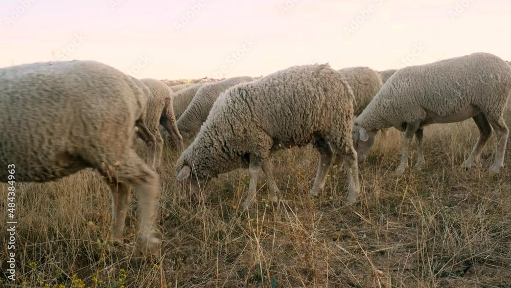 Herd of merino sheep and goats grazing in a rural meadow at sunset during transhumance Herd of merino sheep and goats grazing in a rural meadow at sunset during transhumance