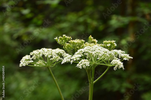 Brilliant White Blooming Queen Anne's Lace Flowers