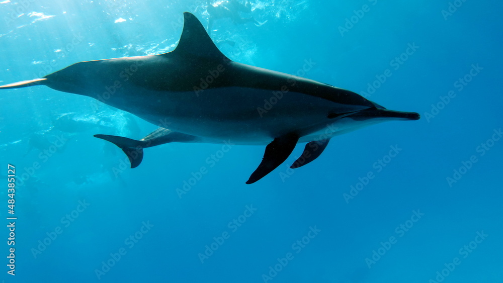 Dolphins. Spinner dolphin. Stenella longirostris is a small dolphin that lives in tropical coastal waters around the world. Dolphins. Spinner dolphin. Stenella longirostris is a small dolphin that lives in tropical coastal waters around the world.